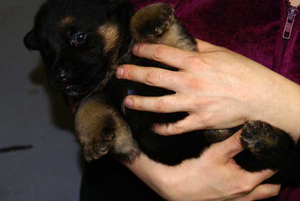 Chiots Berger Allemand 24 jours vie Pure Race a vendre