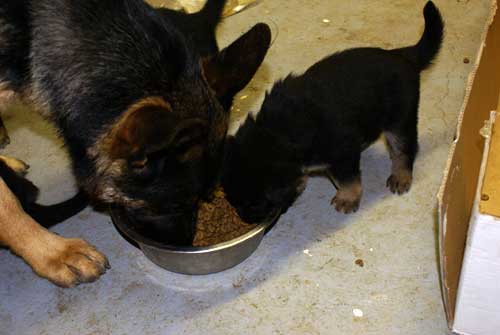 Chiots Lady 4 avril 2010 - 30 jours de vie elevage de berger allemand