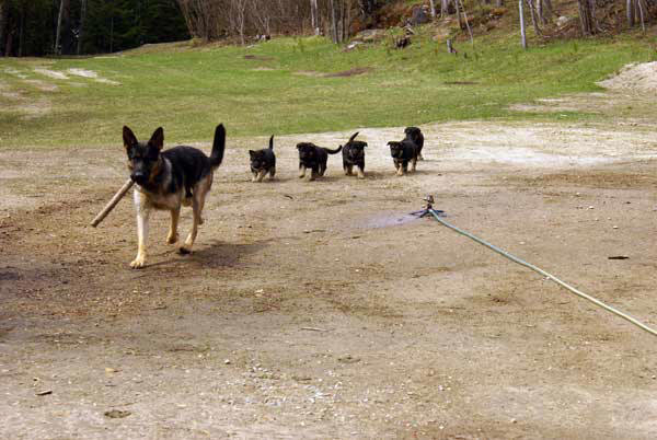 Chiots berger allemand 15 Avril 