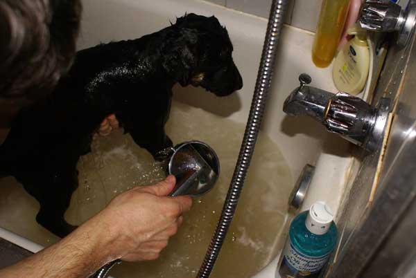 Le Premier Bain des chiots