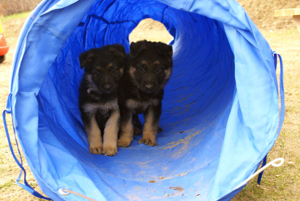 Chiots Berger Allemand 18 Avril 2010 