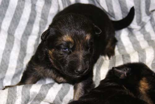 Chiots Lady 19 Mars 2010 - 4 Femelles 3 males berger allemand a vendre