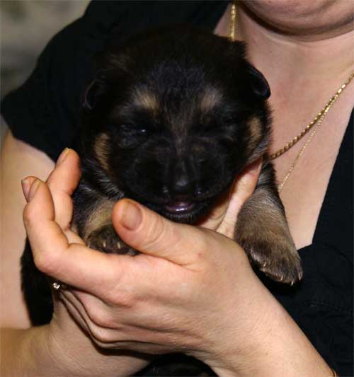 Chiots Lady 19 Mars 2010 - 4 Femelles 3 males berger allemand a vendre