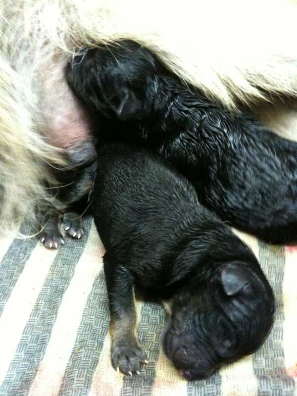 Chiots berger allemand chiots de Lady 4 Mars 2010