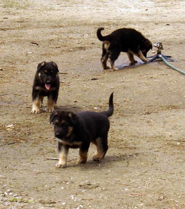 Chiots berger allemand  15 Avril 