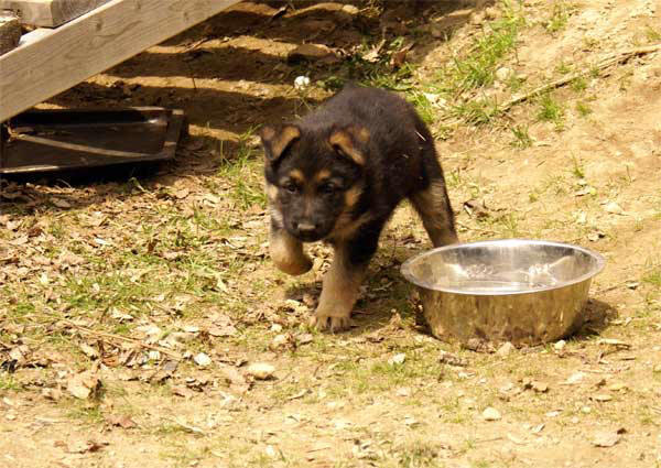 Chiots berger allemand 15 Avril 