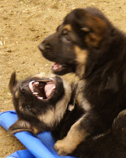 Chiots berger allemand portee 2010 - German shepherd