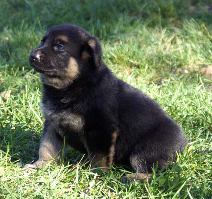 Chiots berger allemand - Sortie du 3 octobre 2010