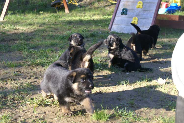 Chiots berger allemand - Sortie du 3 octobre 2010