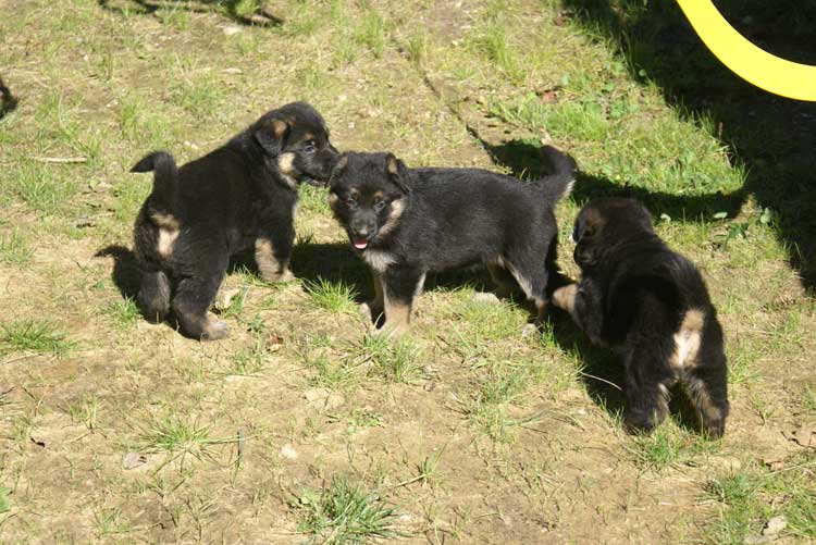 Chiots Lady Octobre 2010