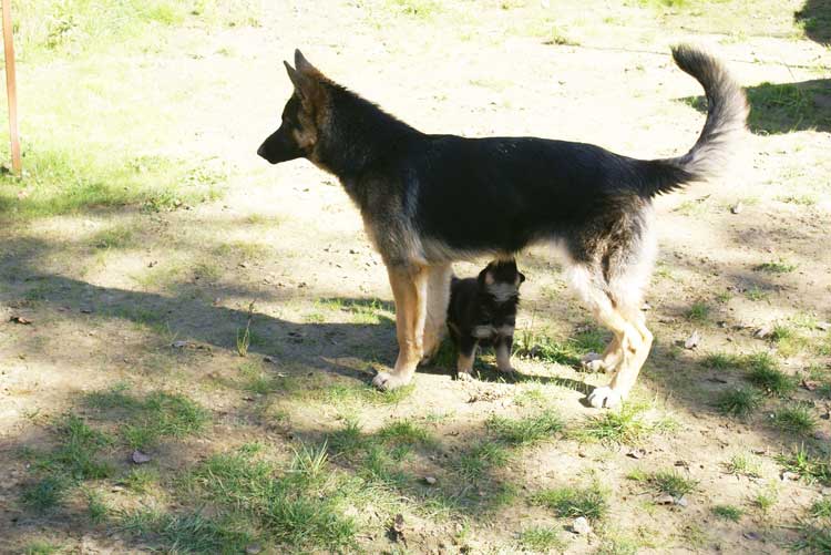 Chiots Lady Octobre 2010