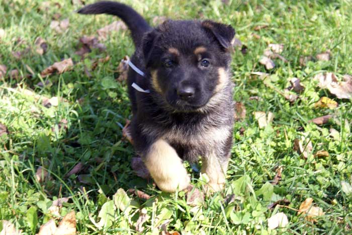 Chiot Blanc berger allemand 11 octobre 2010