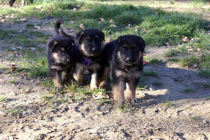 Chiots Berger Allemand 9 Octobre 2010 - German shepherd