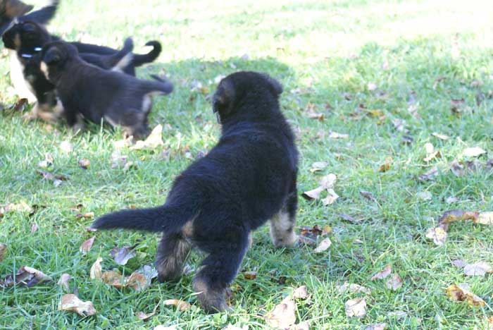 Chiots Berger Allemand 9 Octobre 2010 - German shepherd