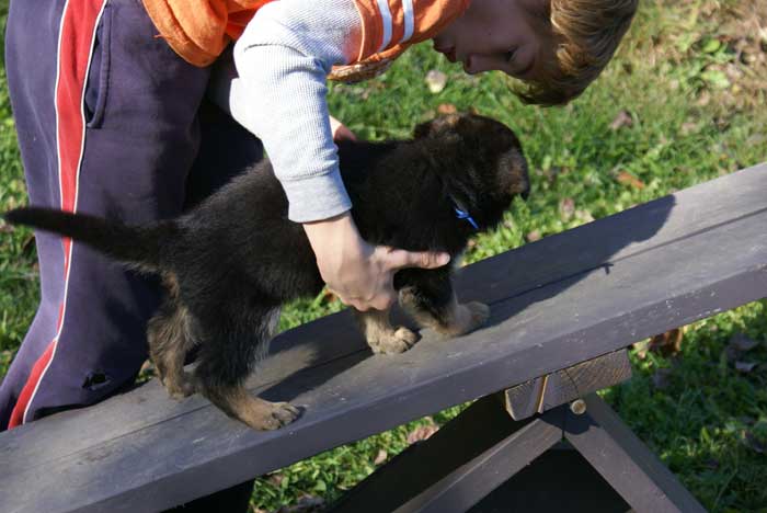 Chiots Berger Allemand 9 Octobre 2010 - German shepherd