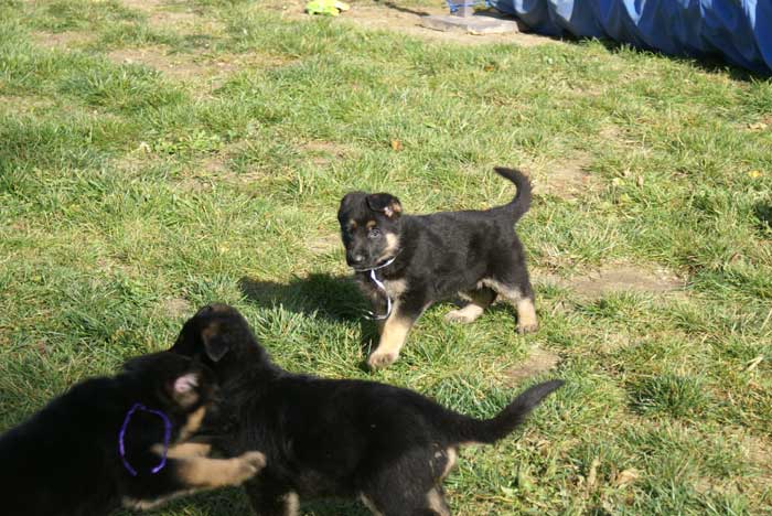 Chiot berger allemand Blanc