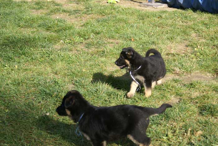 Chiot berger allemand Blanc