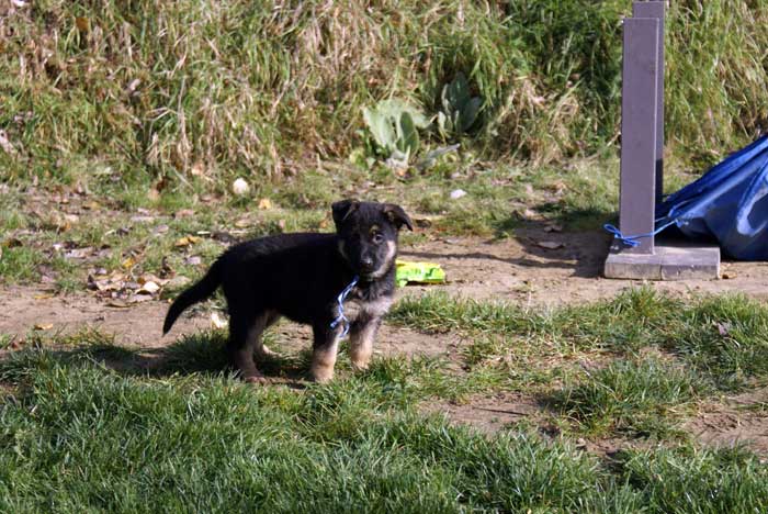 Chiot berger Allemand bleu clair 22 et 23 Octobre 2010