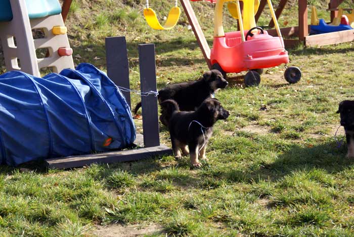 Chiot berger Allemand bleu clair 22 et 23 Octobre 2010