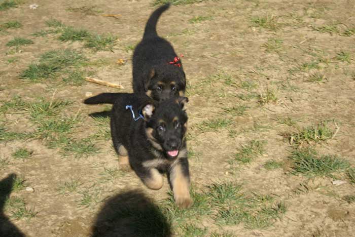 Chiot berger Allemand bleu clair 22 et 23 Octobre 2010