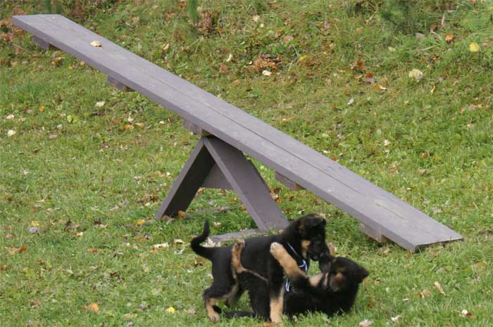 Chiot berger Allemand bleu clair 22 et 23 Octobre 2010