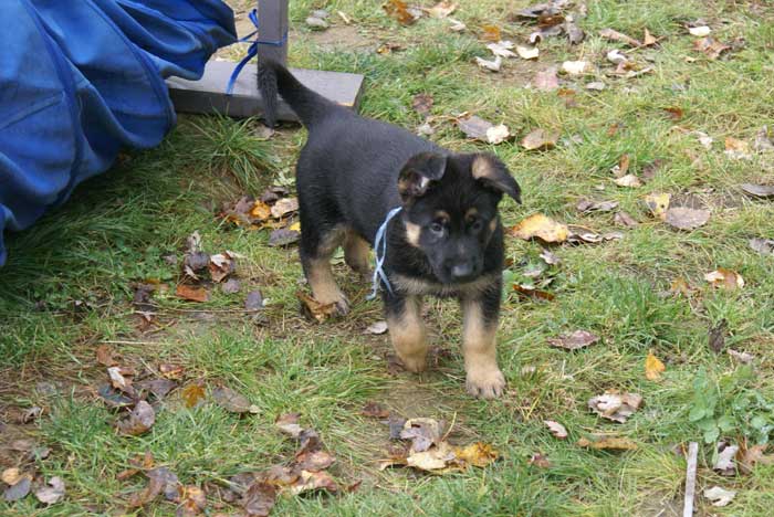 Chiot berger Allemand bleu clair 22 et 23 Octobre 2010