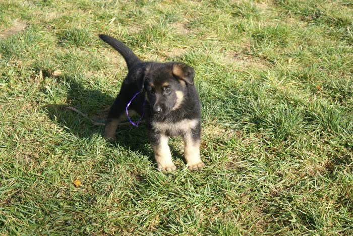 Chiot berger Allemand mauve 22 et 23 Octobre 2010