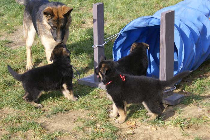 Chiot berger Allemand Rouge 22 et 23 Octobre 2010