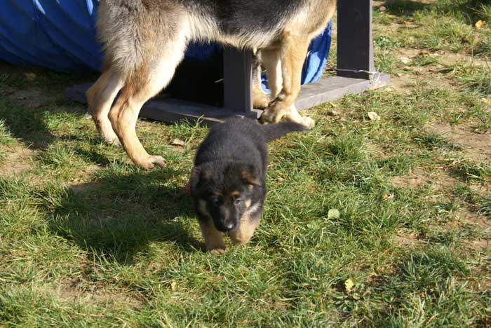 Chiot berger Allemand Rouge 22 et 23 Octobre 2010