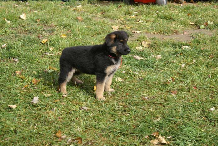 Chiot berger Allemand Rouge 22 et 23 Octobre 2010