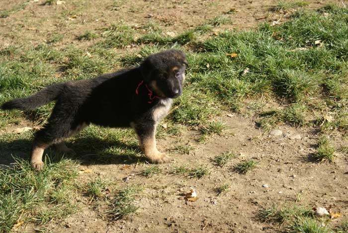 Chiot berger Allemand Rouge 22 et 23 Octobre 2010