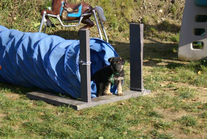 Chiot berger Allemand Vert 22 et 23 Octobre 2010