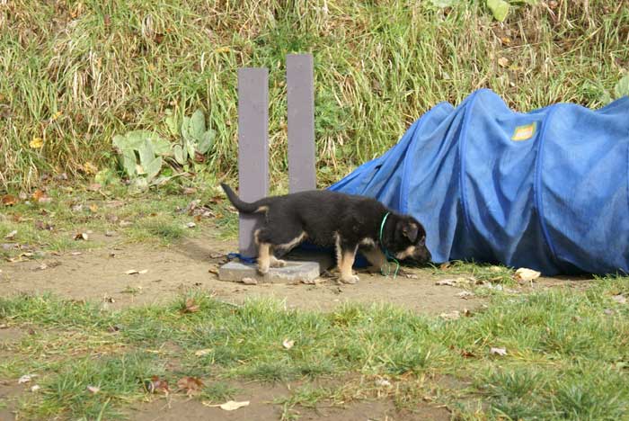 Chiot berger Allemand Vert 22 et 23 Octobre 2010