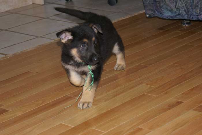 Chiot berger Allemand Vert 22 et 23 Octobre 2010