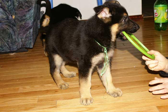 Chiot berger Allemand Vert 22 et 23 Octobre 2010