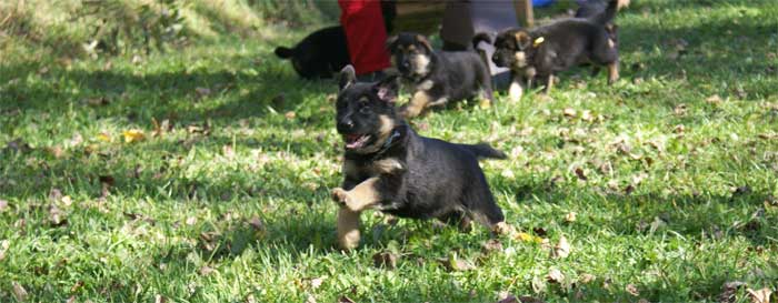 Chiots 11 Oct 2010 - Portée actuelle Chiot Bleu clair