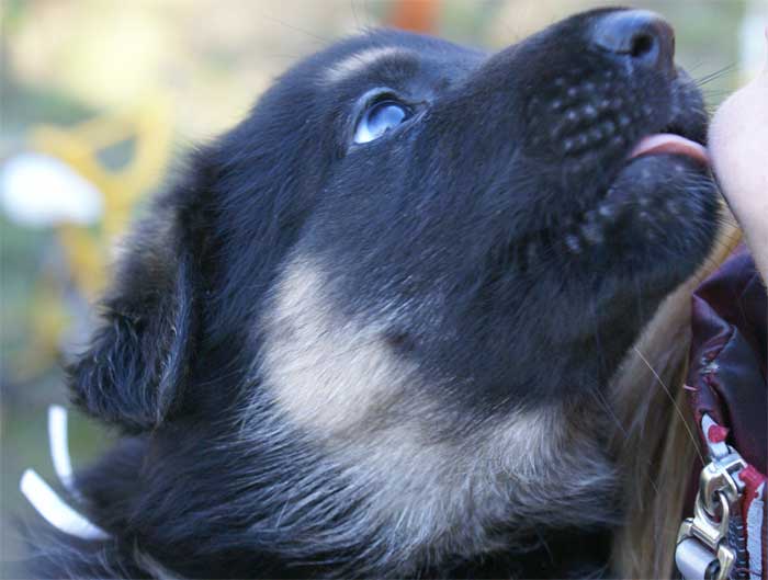 Chiots berger Allemand - German Shepherd