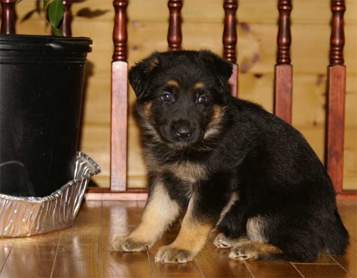 Chiot berger allemand - German Shepherd