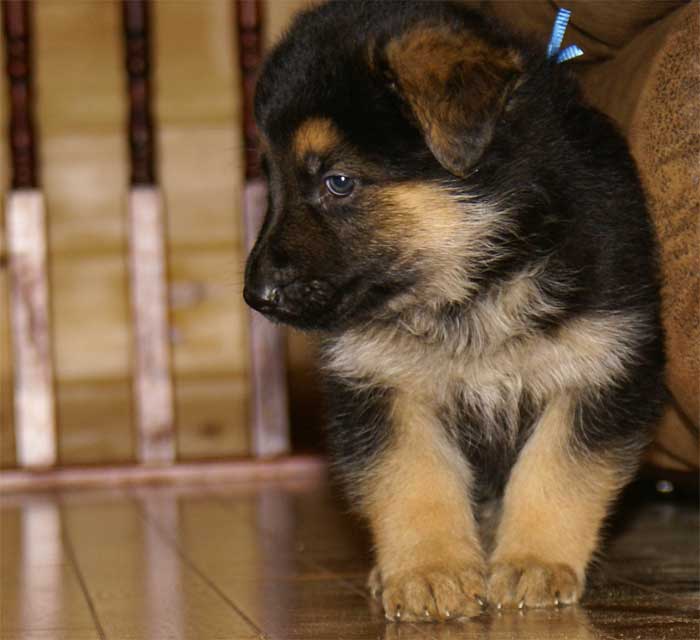 Chiot berger allemand - German shepherd