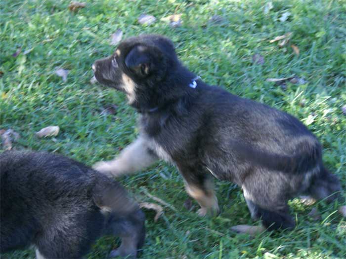 Chiots berger Allemand - German Shepherd