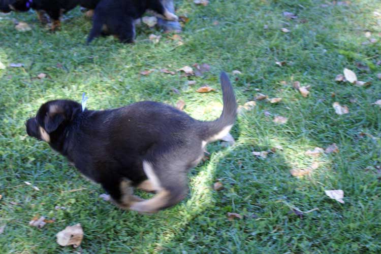 Chiots berger Allemand - German Shepherd