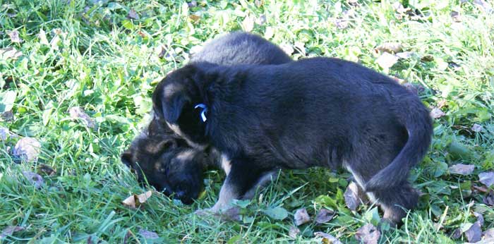 Chiots berger Allemand - German Shepherd