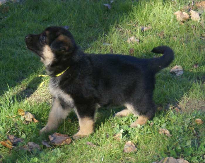 Chiots berger Allemand - German Shepherd