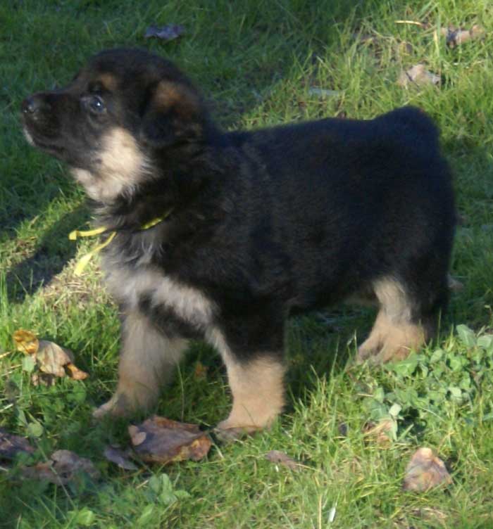 Chiots berger Allemand - German Shepherd