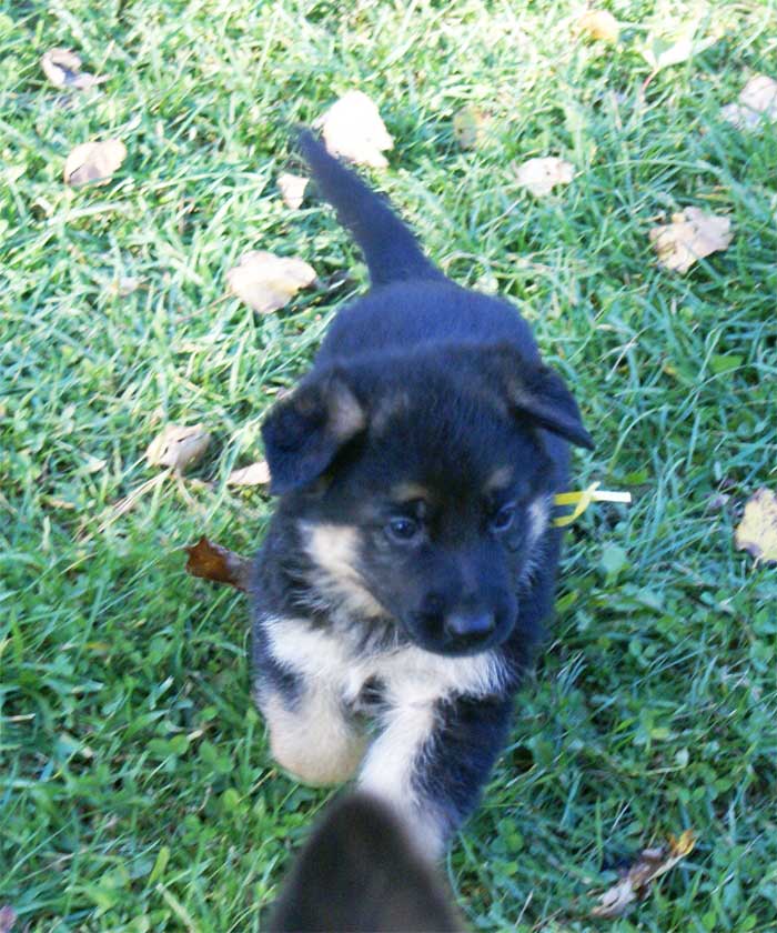 Chiots berger Allemand - German Shepherd