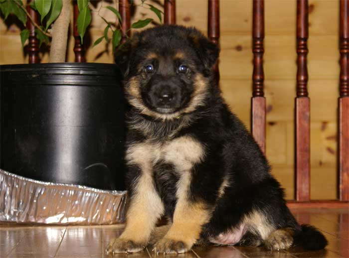 Chiot berger allemand - German Shepherd