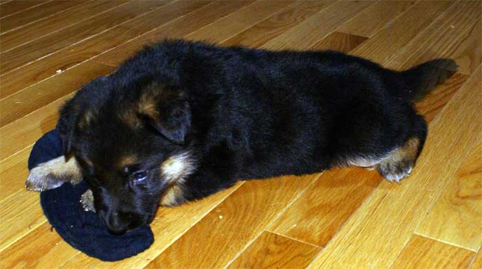 Chiot berger allemand - German Shepherd