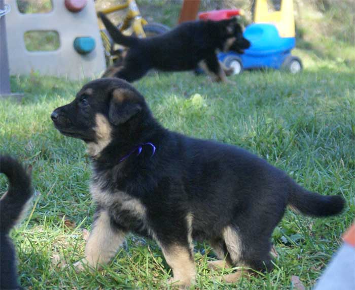 Chiots berger Allemand - German Shepherd