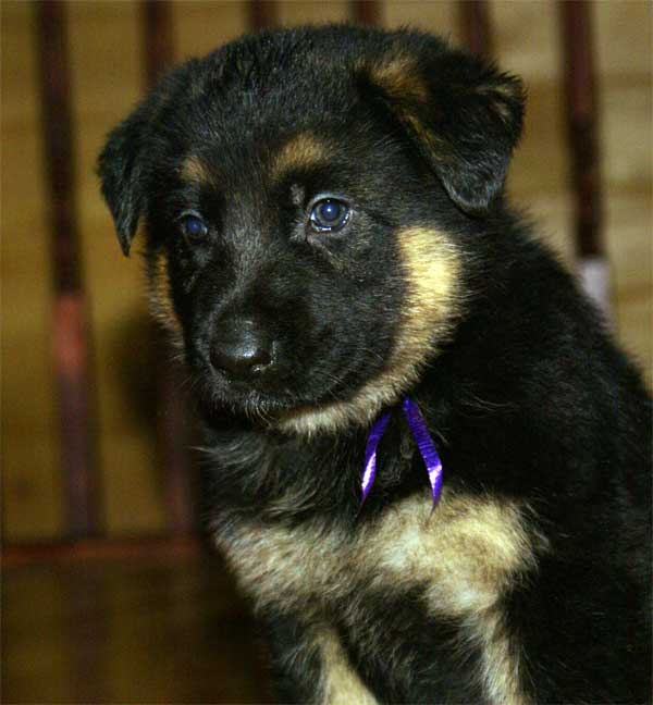 Chiot berger allemand - German shepherd