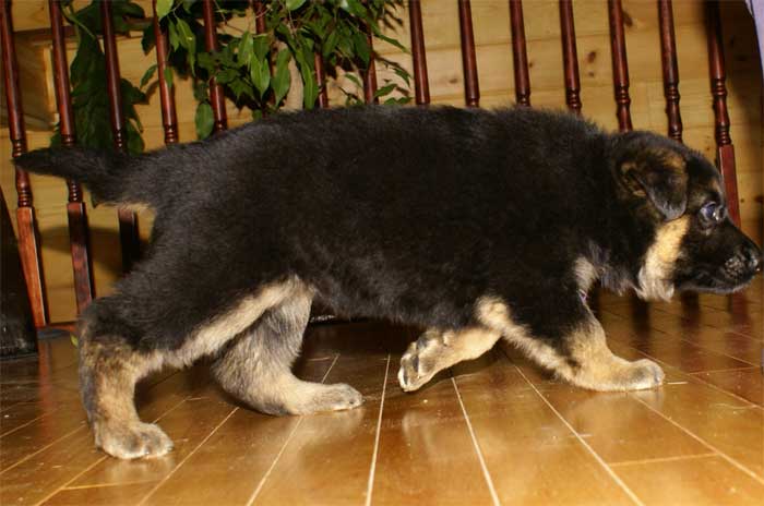 Chiot berger allemand - German shepherd